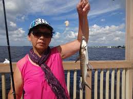 Image result for Ariopsis felis