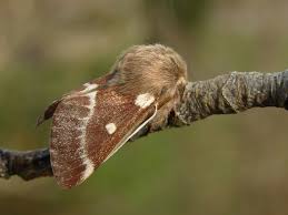 Attēlu rezultāti vaicājumam “Eriogaster lanestris”