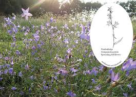 Attēlu rezultāti vaicājumam “Campanula patula flower”