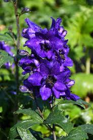 Image result for Delphinium