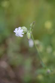 Attēlu rezultāti vaicājumam “Silene latifolia subsp. alba flower”