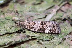 Attēlu rezultāti vaicājumam “Dichelia histrionana”