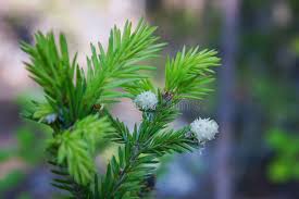 Attēlu rezultāti vaicājumam “Sacchiphantes abietis”