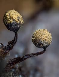 Attēlu rezultāti vaicājumam “Enteridium corticatum”