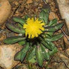 Attēlu rezultāti vaicājumam “Pilosella officinarum”