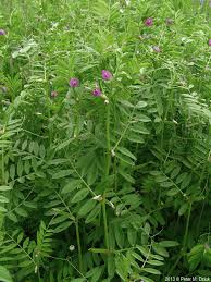 Attēlu rezultāti vaicājumam “Vicia sativa flower”