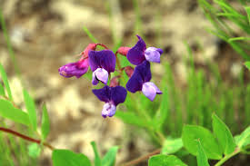 Attēlu rezultāti vaicājumam “Lathyrus japonicus subsp. maritimus flower”