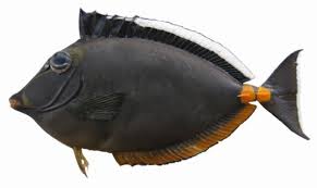 Image result for Naso lituratus