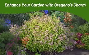 Attēlu rezultāti vaicājumam “Origanum vulgare bud”