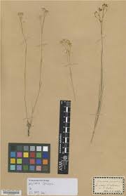 Attēlu rezultāti vaicājumam “Arenaria procera”