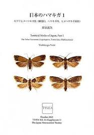 Attēlu rezultāti vaicājumam “Tortricidae”