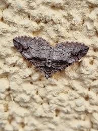 Attēlu rezultāti vaicājumam “Pareulype berberata”