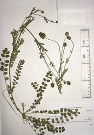 Image result for Sanguisorba minor