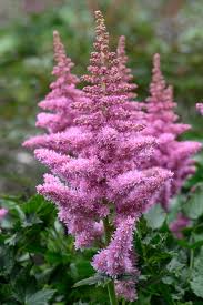 Image result for Astilbe