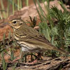 Image result for Anthus hodgsoni