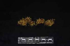 Attēlu rezultāti vaicājumam “Brachythecium campestre”