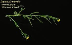 Attēlu rezultāti vaicājumam “Diplotaxis muralis fruit”