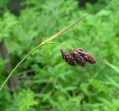 Attēlu rezultāti vaicājumam “Carex globularis flower”