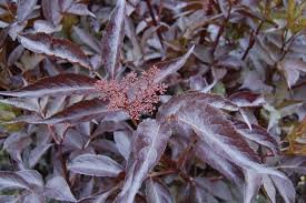 Attēlu rezultāti vaicājumam “Sambucus nigra leaf”