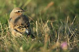 Attēlu rezultāti vaicājumam “Oenanthe oenanthe”