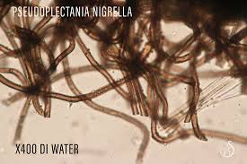 Attēlu rezultāti vaicājumam “Pseudoplectania nigrella”