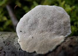 Attēlu rezultāti vaicājumam “Trametes hirsuta”