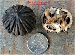 Attēlu rezultāti vaicājumam “Juglans x sinensis fruit”