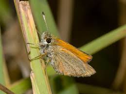 Attēlu rezultāti vaicājumam “Thymelicus lineola”