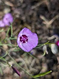 Attēlu rezultāti vaicājumam “Cribraria splendens”