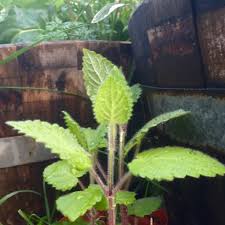 Attēlu rezultāti vaicājumam “Stachys sylvatica leaf”