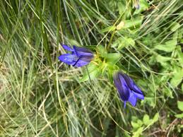 Attēlu rezultāti vaicājumam “Gentiana pneumonanthe leaf”