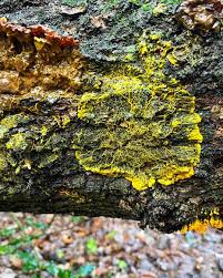 Attēlu rezultāti vaicājumam “Badhamia utricularis plasmodium”