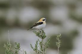 Image result for Oenanthe hispanica