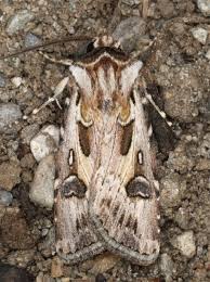 Attēlu rezultāti vaicājumam “Agrotis vestigialis”