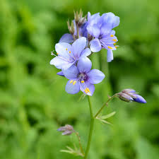 Attēlu rezultāti vaicājumam “Polemonium caeruleum bud”