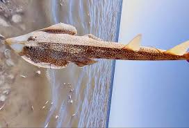 Image result for Pseudobatos lentiginosus