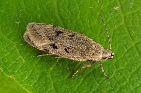 Attēlu rezultāti vaicājumam “Gelechia rhombella”