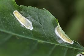 Attēlu rezultāti vaicājumam “Gracillaria syringella larva”