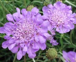 Image result for Scabiosa col.`Butterfly Blue`
