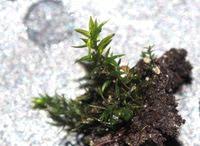 Attēlu rezultāti vaicājumam “Pohlia nutans”