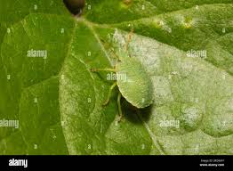 Attēlu rezultāti vaicājumam “Palomena prasina imago”