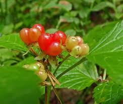 Attēlu rezultāti vaicājumam “Rubus saxatilis”