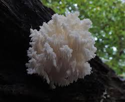 Attēlu rezultāti vaicājumam “Hericium coralloides”