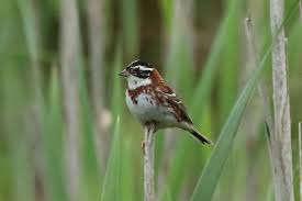 Image result for Emberiza rustica