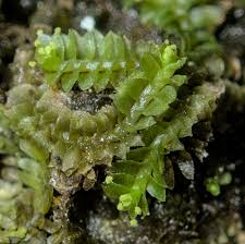 Attēlu rezultāti vaicājumam “Lophozia ventricosa”