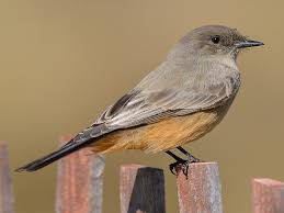 Image result for Sayornis phoebe