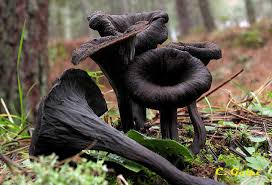 Attēlu rezultāti vaicājumam “Cratarellus cornucopioides”