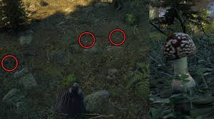 Attēlu rezultāti vaicājumam “Amanita regalis”