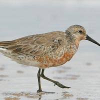 Attēlu rezultāti vaicājumam “Calidris canutus”