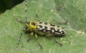 Attēlu rezultāti vaicājumam “Saperda scalaris”